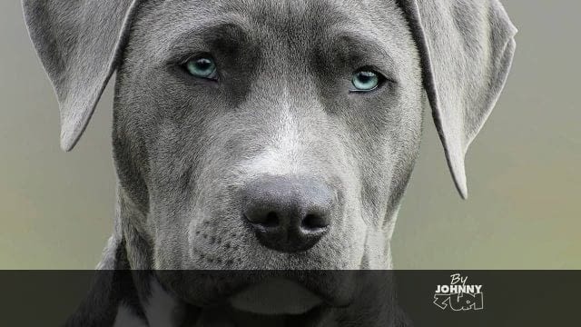 ¿Qué secretos esconde la CANE CORSO INTELIGENCIA?